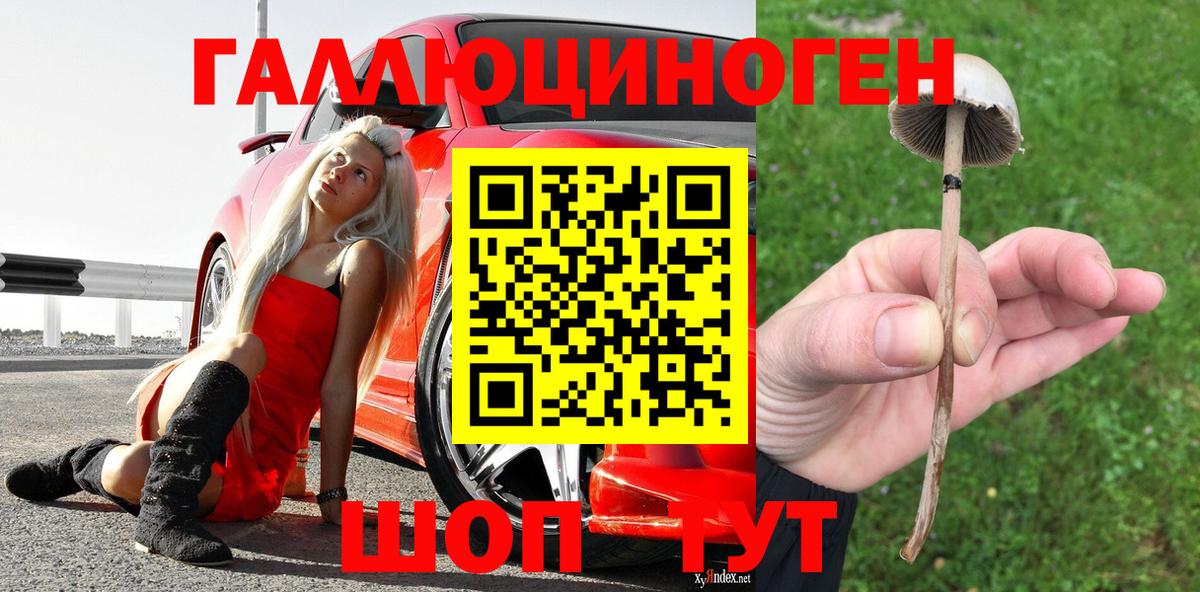 Новочебоксарск  Псилоцибиновые грибы GOLDEN TEACHER  где найти наркотики  Псилоцибиновые грибы прущие грибы  Вход с VPN 